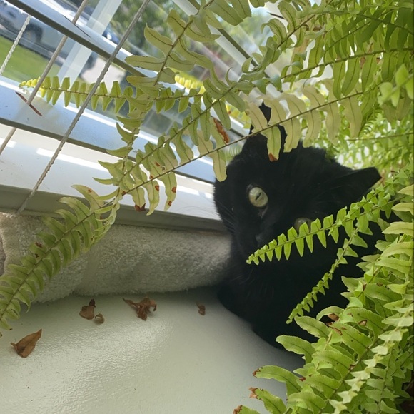 Meet your Posher, Lauren - Picture 1 of 1